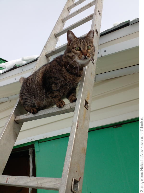 Масяня на крышу на помощь))