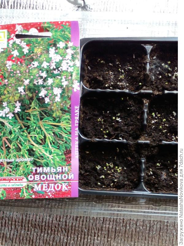 пучочьками высажу и на здоровье:))