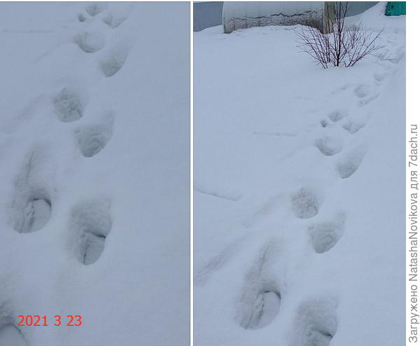 до теплиц брели по снегу выше колена))