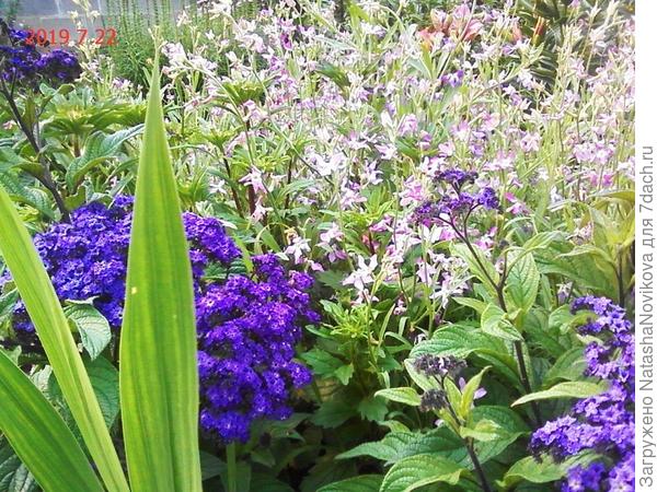 маттиола у меня везде))