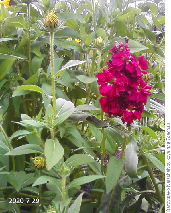 одинокий левкой