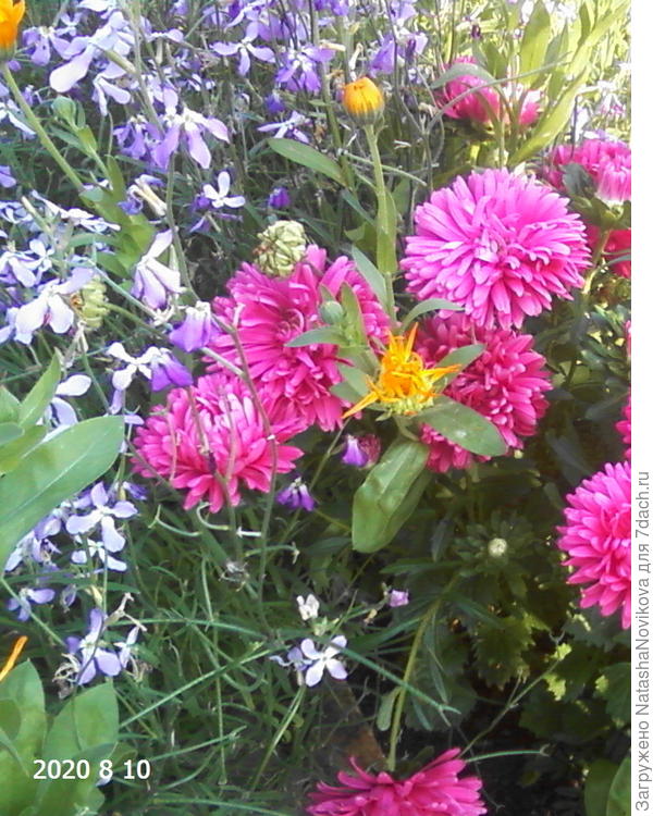 маттиола с астрами