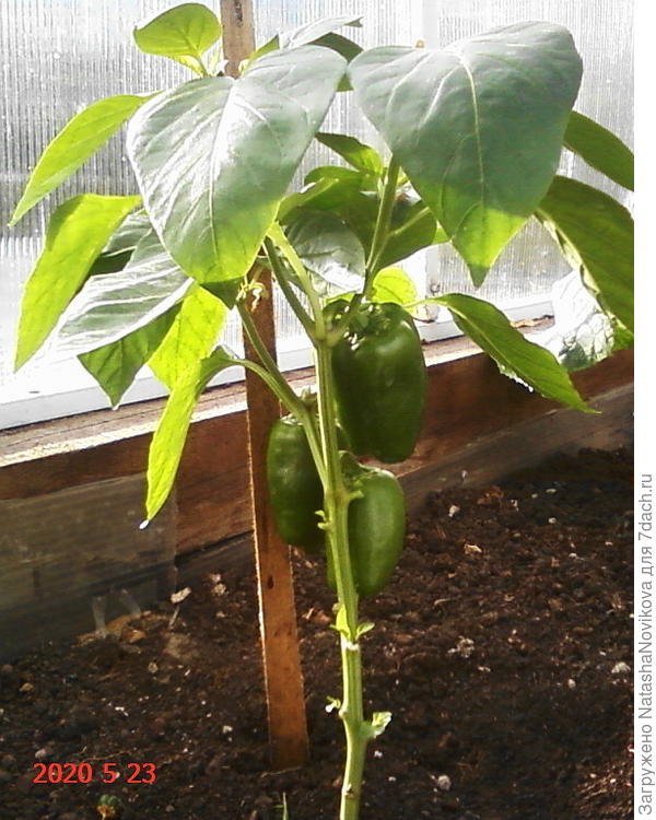 после высадки даже листики сбросил