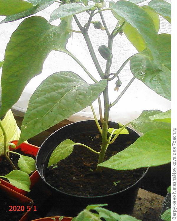 к маю завязались, а земля ещё холодная была