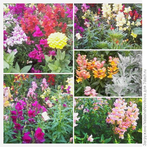 а это высокие &quot;университет калифорнии&quot;