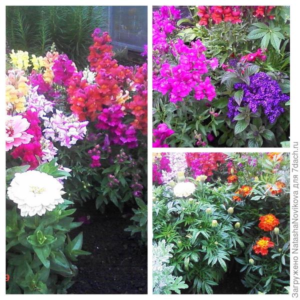 это карликовый сорт &quot;набор хоровод&quot;