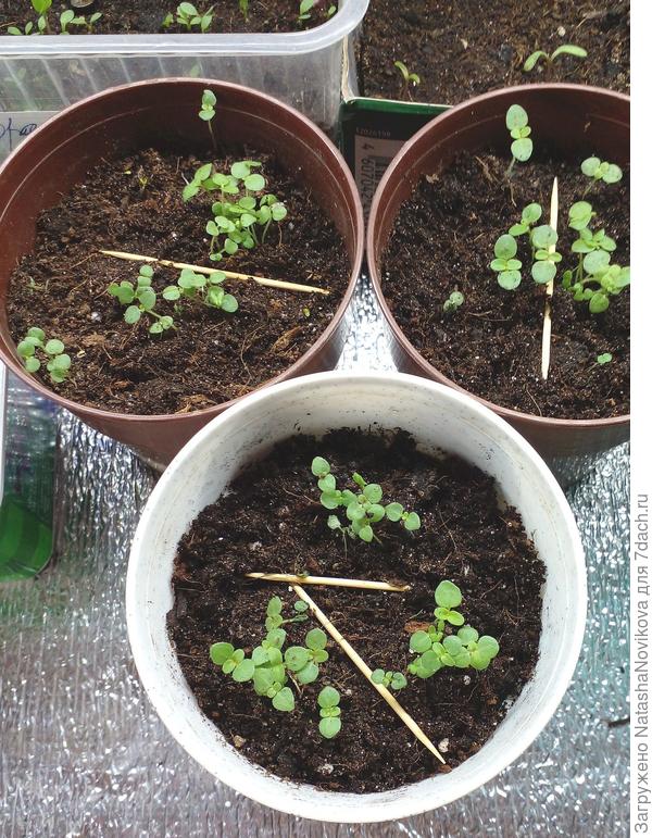 будущие букетики разделили зубочистками