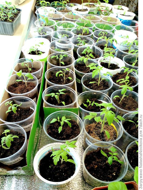 всё вырастет))