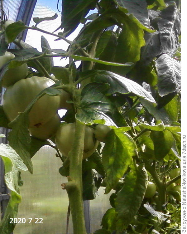 вторая половина июля, начало болезни