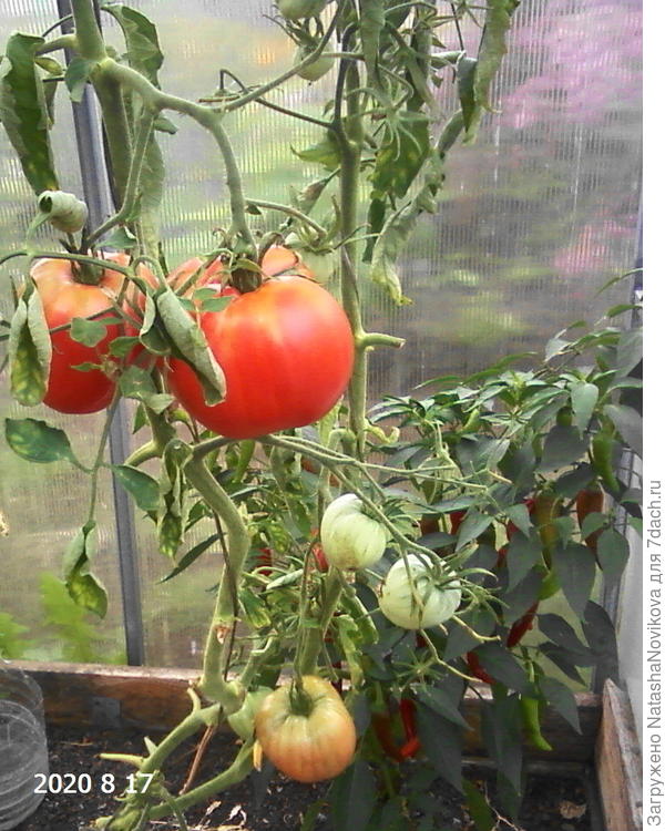 август, грибок присутствует, режу листья безжалостно