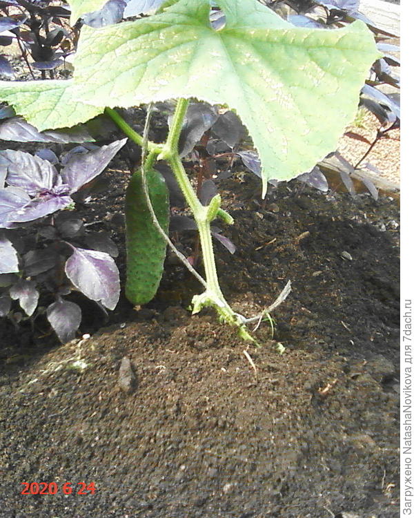 здесь засыпала холмиком, но при поливе земля обсыпалась