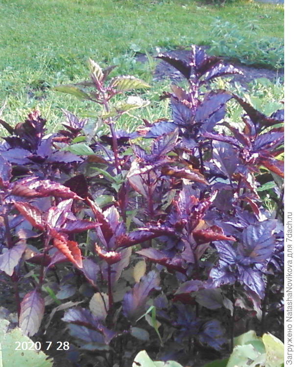 в ОГ конец июля