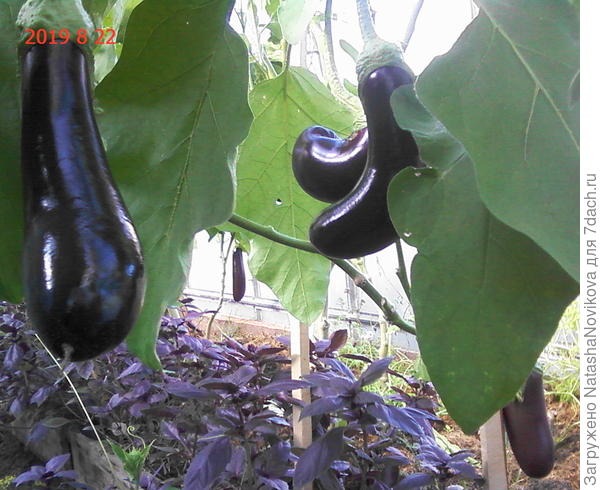 под баклажанами