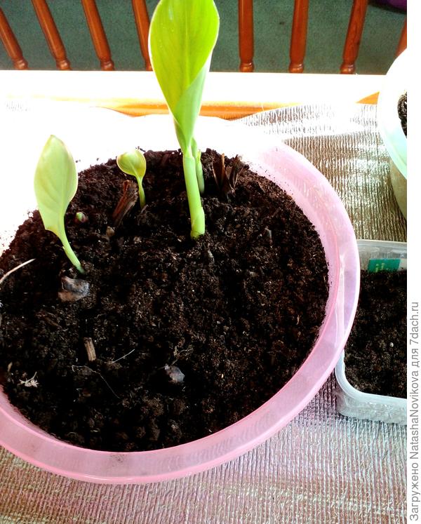 канны тронулись