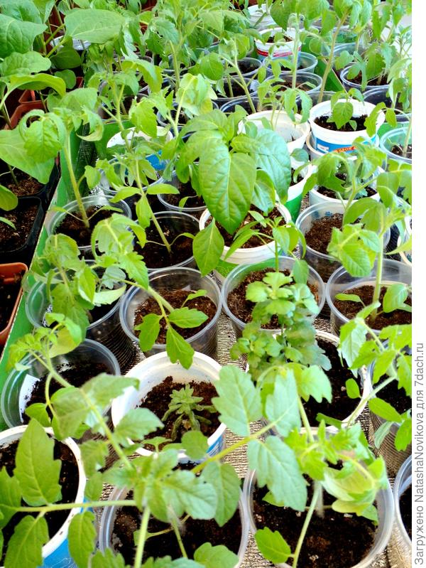 рощу нужно расставлять