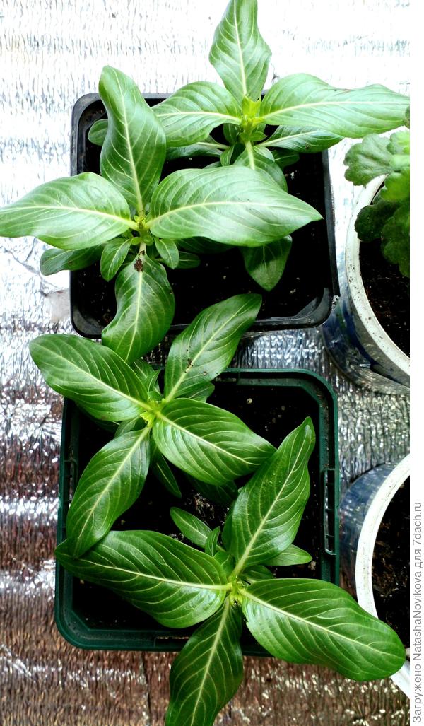 до пересадки