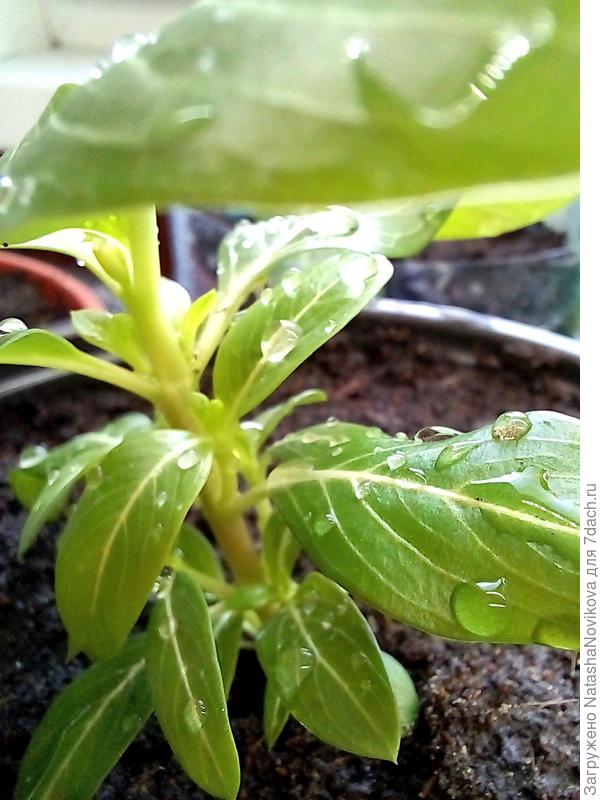 думала, что сорт ампельный, боковых отростков много