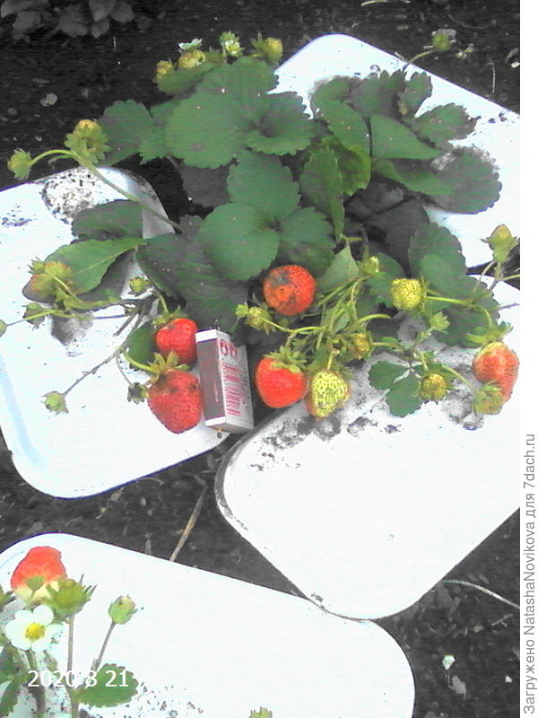 или эту переселю