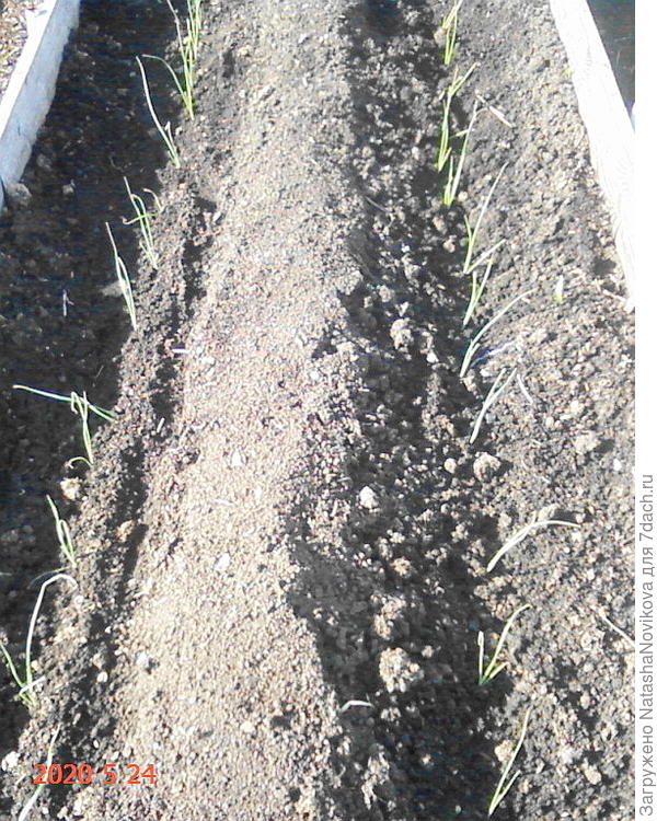 порей, высаживала в один день
