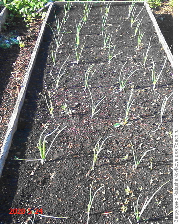 через 15 дней после высадки экси