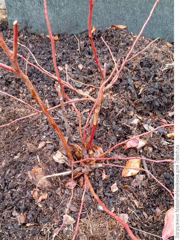 остались культяшки