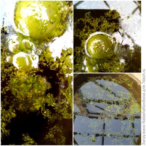 водоросли с пузырьками, живые))