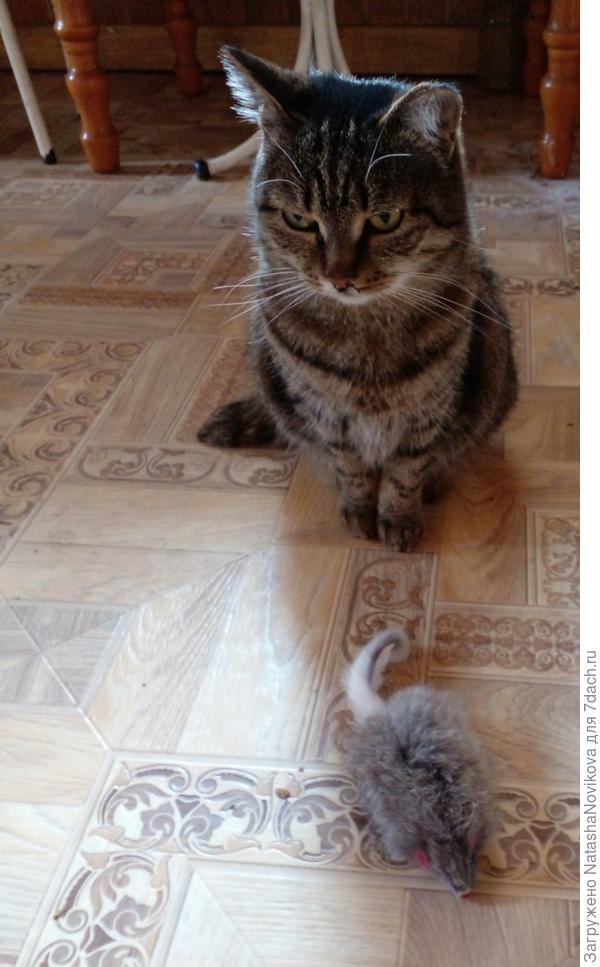 Масяня скучает дома, на улице грязюка, устала её лапы мыть)) потому пока на карантине))