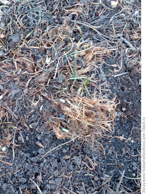 была армерия