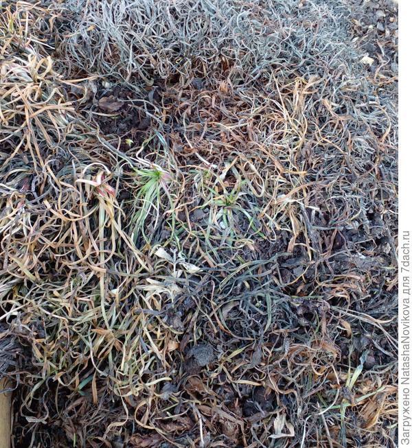 эта цвела два раза