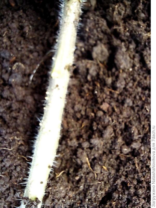 по этому стволику будет развиваться новые корни