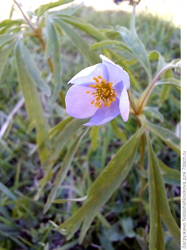 голубенькие