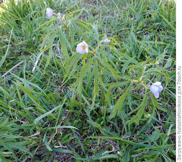 их на самом деле много