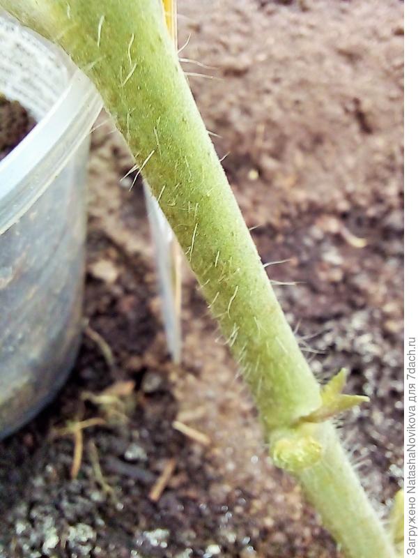 снизу вроде чистое, лист срезала - слизи не было