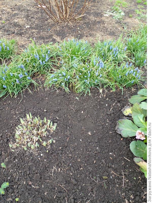 мускари уже отцветают