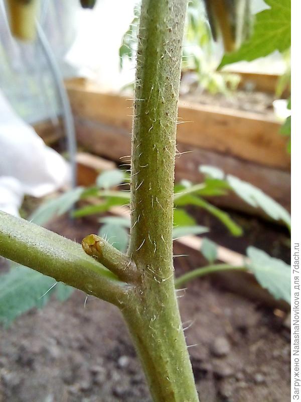 тот же самый кустик, якобы заразный