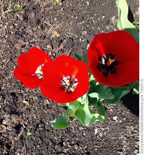 красивый май