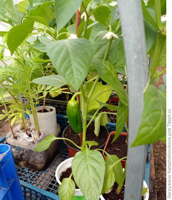 всё перерастает