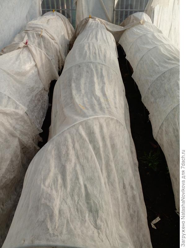 теплица с томатами похожа на больницу