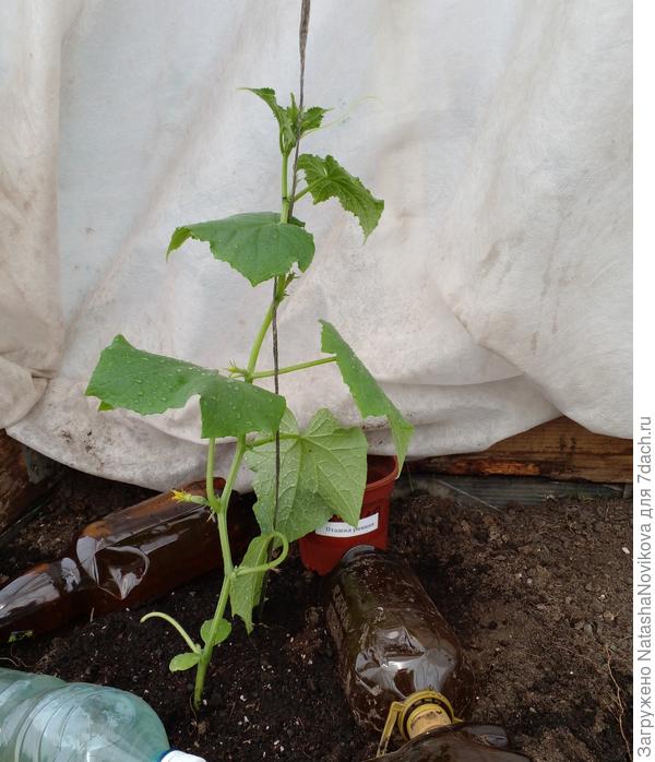 пташка почти в домике