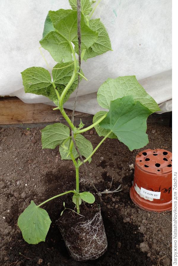 ля мур то же