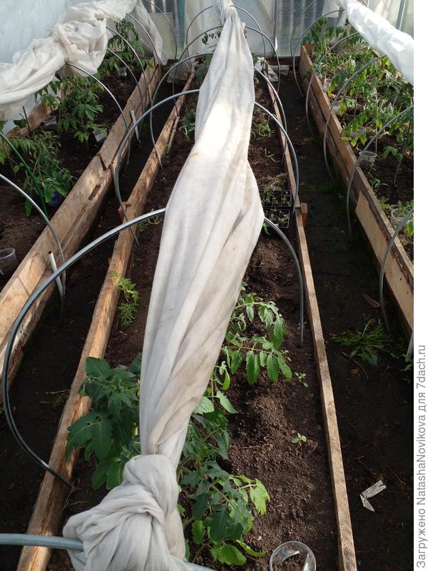 но все живые))