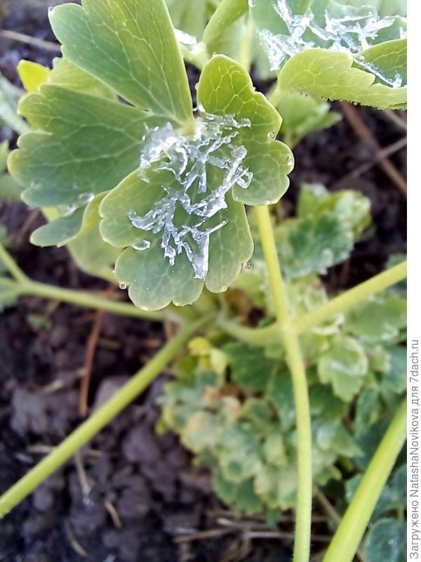 весенний хрусталь((