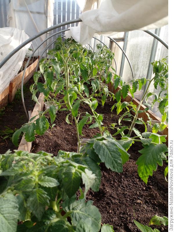 падают томаты, а снять укрвыной с крыши, что бы подвязать - страшно, ночи зимние