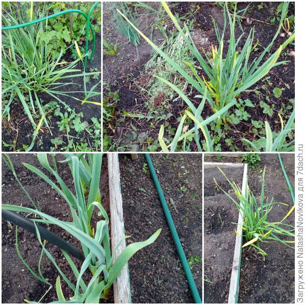 внизу слева семеной из однозубок - желтеет на глазах((