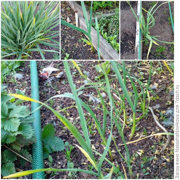 спрва вверху луговой чеснок, утром брали на салат - был чистым