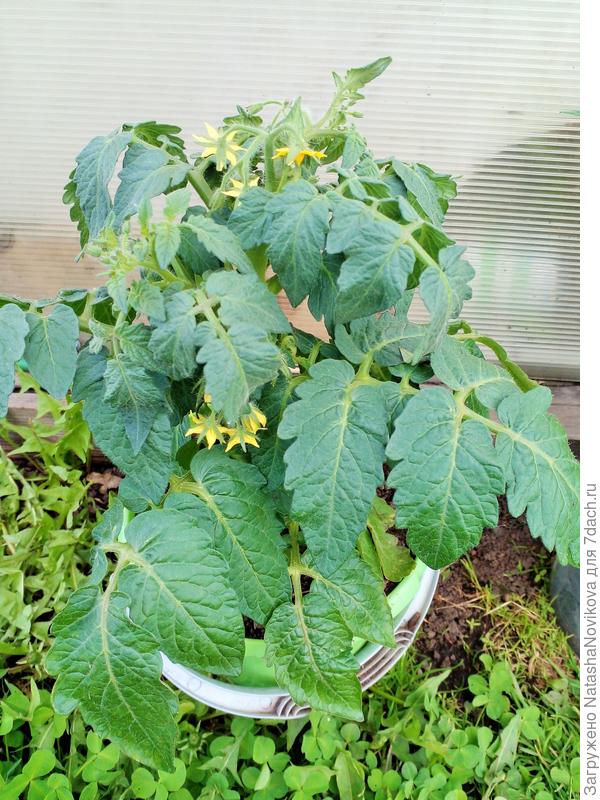 днём на улицу выношу, на ночь в теплицу