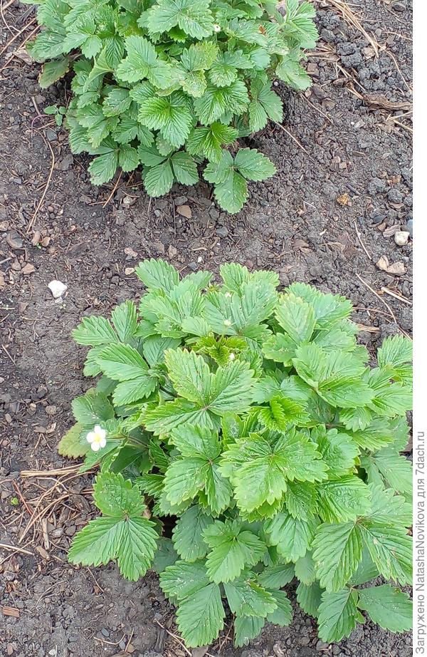 на ягоду тазы одену((