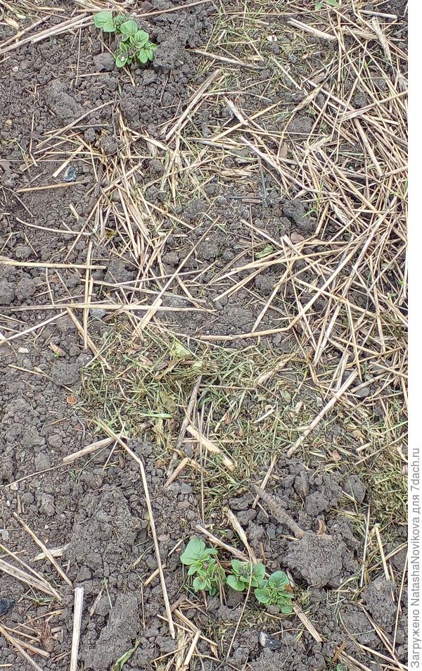 растёт не по дням, а по часам