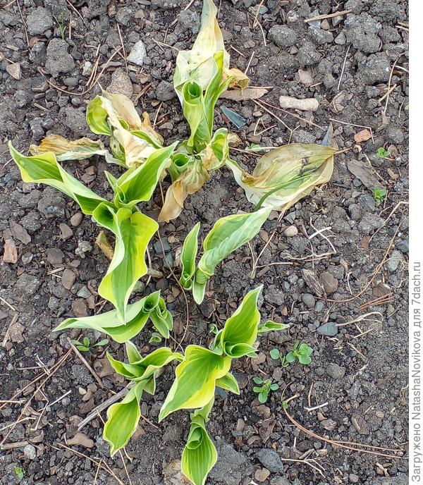 пока холодно выстигать ничего не буду