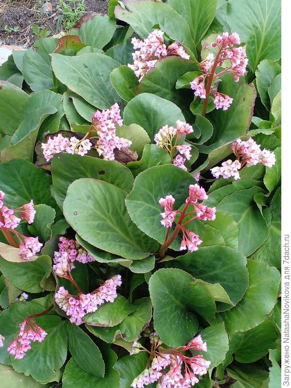 один из баданов отошел от первых заморозков и зацвёл